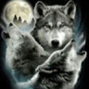 Meet your Posher, Landen